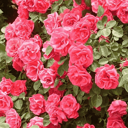 Роза плетистая Девичьи грезы