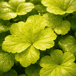 Гейхера World Caffe Romano