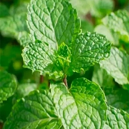 Мята Швейцарский лимон