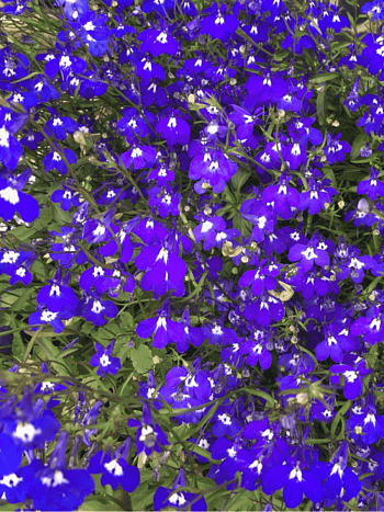 Лобелия эринус Palace Blue Eye