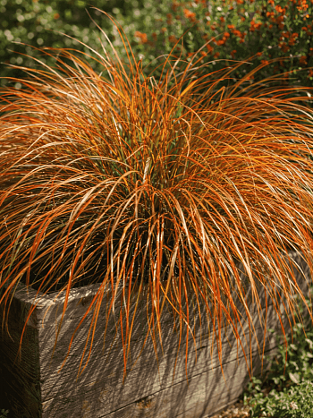 Осока кирпичная Prairie Fire