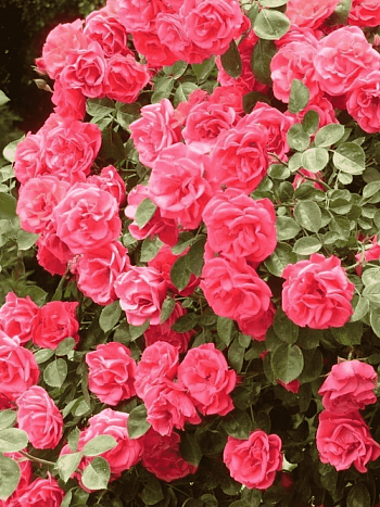 Роза плетистая Девичьи грезы