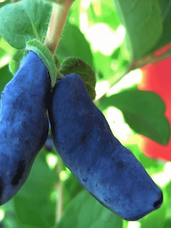 Жимолость плодовая Богатырь