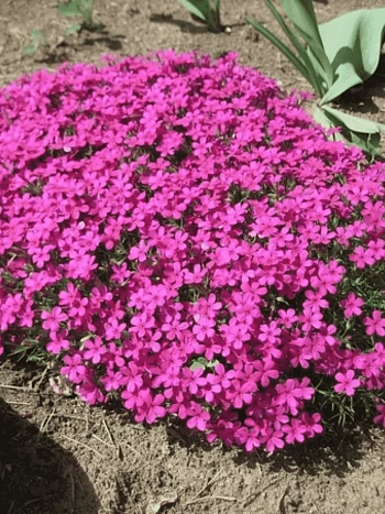 Флокс шиловидный Temiscaming