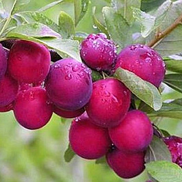 Слива  Краса Орловщины