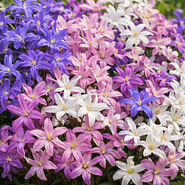 Хионодокса Mixed