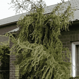 Лиственница европейская Horstmann Recurved