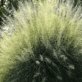 Споробол вриджти