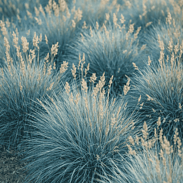 Овсяница сизая Freddy