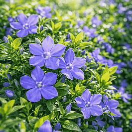 Барвинок малый La Grave