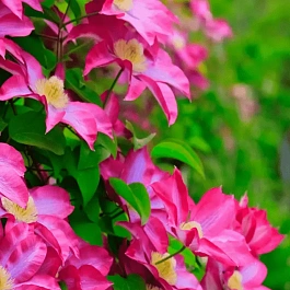 Клематис гибридный Kakio