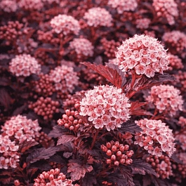 Пузыреплодник калинолистный Little Joker