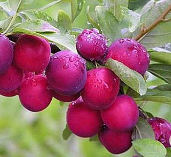 Слива  Краса Орловщины