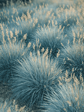 Овсяница сизая Freddy