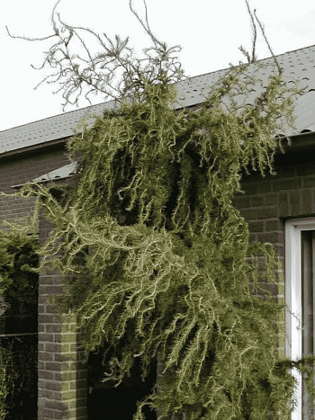 Лиственница европейская Horstmann Recurved