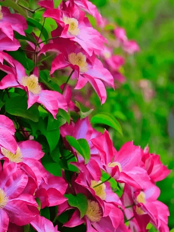 Клематис гибридный Kakio