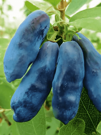 Жимолость плодовая Blue Banana