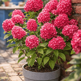 Гортензия метельчатая Bloody Mary