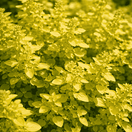 Душица обыкновенная Yellow leaves