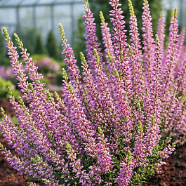 Вереск обыкновенный Tamara