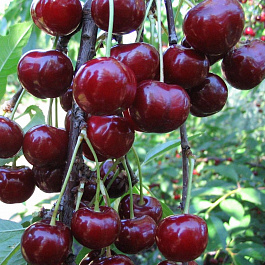 Вишня обыкновенная Кормилица (Дюк) Вишня обыкновенная Кормилица (Дюк)