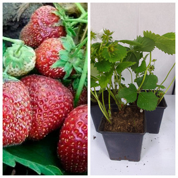 Земляника садовая Фейерверк НАБОР 3ШТ