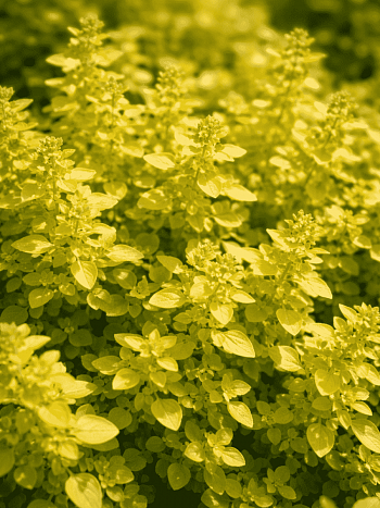 Душица обыкновенная Yellow leaves