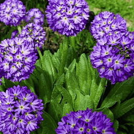 Примула мелкозубчатая Blue Selection