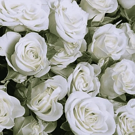 Роза кустовая Snowflake