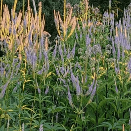 Вероникаструм сибирский Amethyst