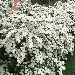 Спирея Вангутта