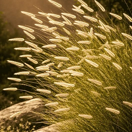 Бутелуа изящная