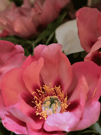 Пион ИТО Old Rose Dandy