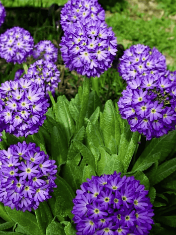 Примула мелкозубчатая Blue Selection