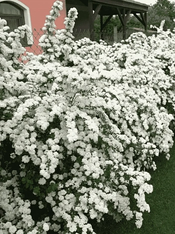 Спирея Вангутта