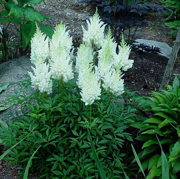 Астильба Арендса Сноудрифт