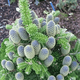 Пихта корейская Discus