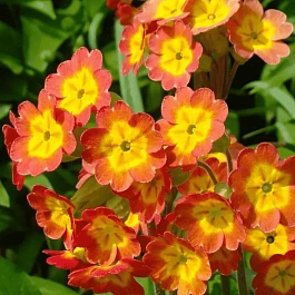 Примула весенняя Orange with Yellow