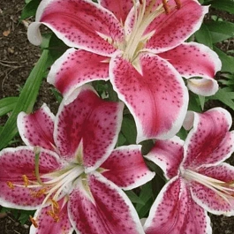 Лилия Starfighter