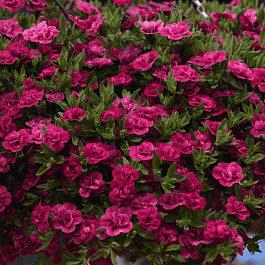 Калибрахоа Aloha Double Purple