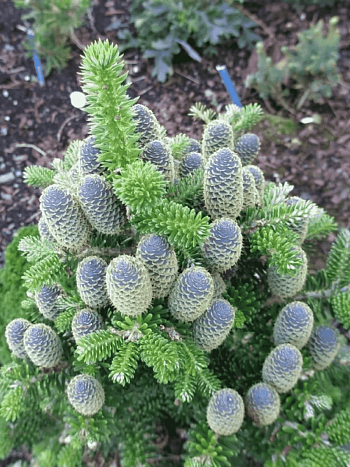 Пихта корейская Discus