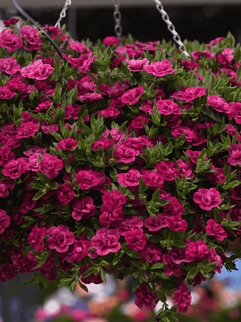 Калибрахоа Aloha Double Purple