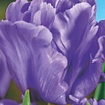 Тюльпан попугайный Blue Parrot