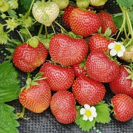 Земляника садовая Сударушка