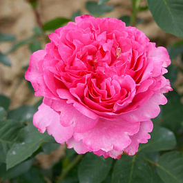 Роза чайно-гибридная Ив Пьяже