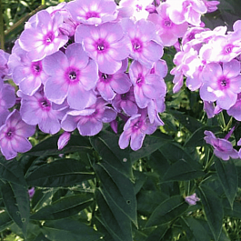 Флокс метельчатый Rainbow Dancer