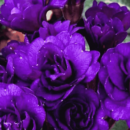 Примула Strong Beer