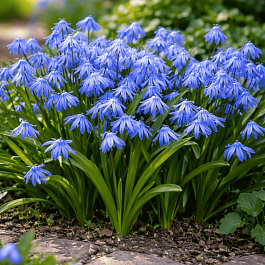 Сцилла Сибирская