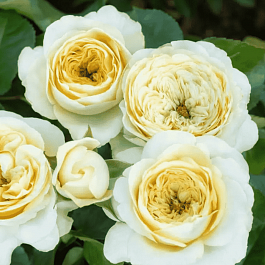 Роза флорибунда Hyde Park