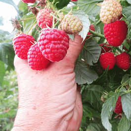 Малина ремонтантная Himbo Top